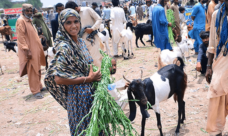 Ban on selling of sacrificial animals violated in Pindi Cantt