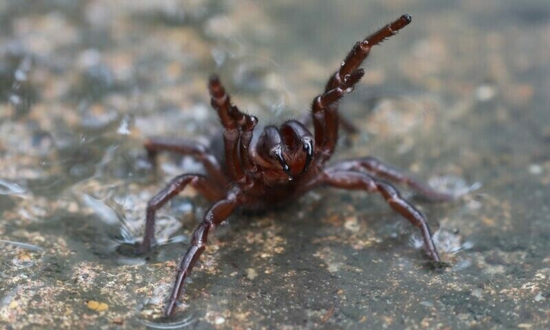 Aussie start-up using spider venom to treat heart attacks