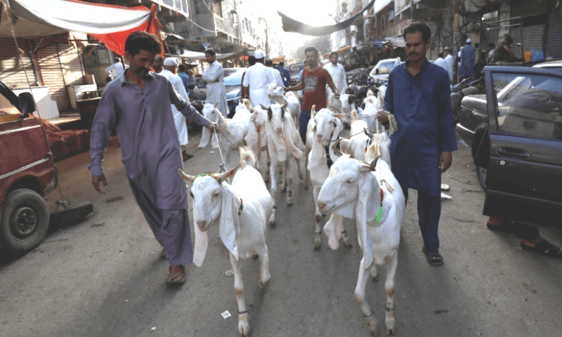 Qurbani rates: How much will it cost to slaughter animals in Peshawar?
