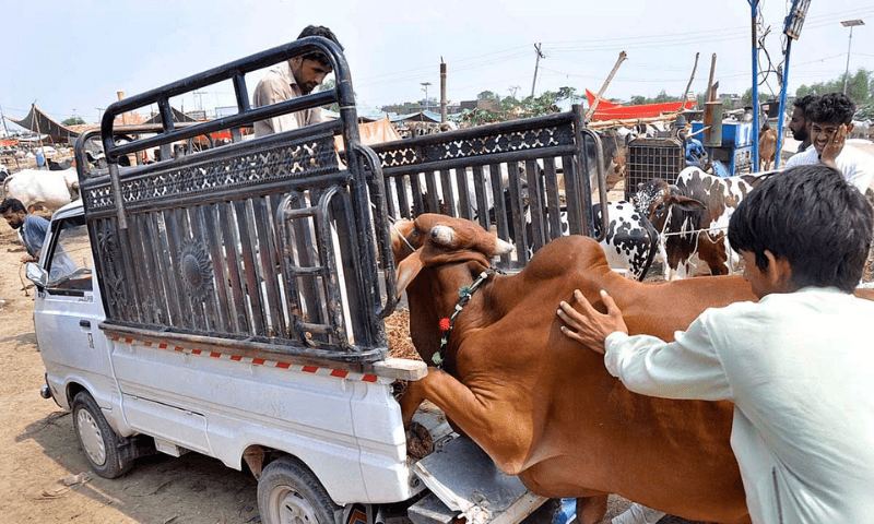 Qurbani rates: Butchers in Lahore set prices for Eid-ul-Azha sacrifice