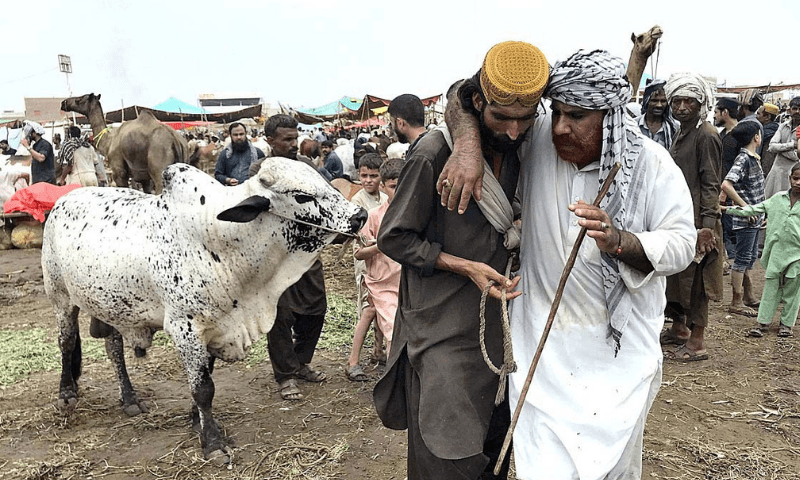 Qurbani rates: Prices set for Eid-ul-Azha sacrifice as Quetta gets rained out
