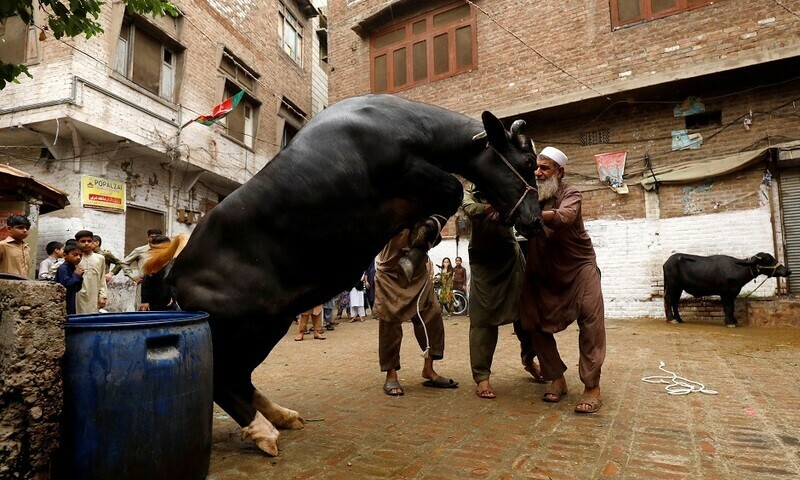 Social media users are coming up with best qasai memes