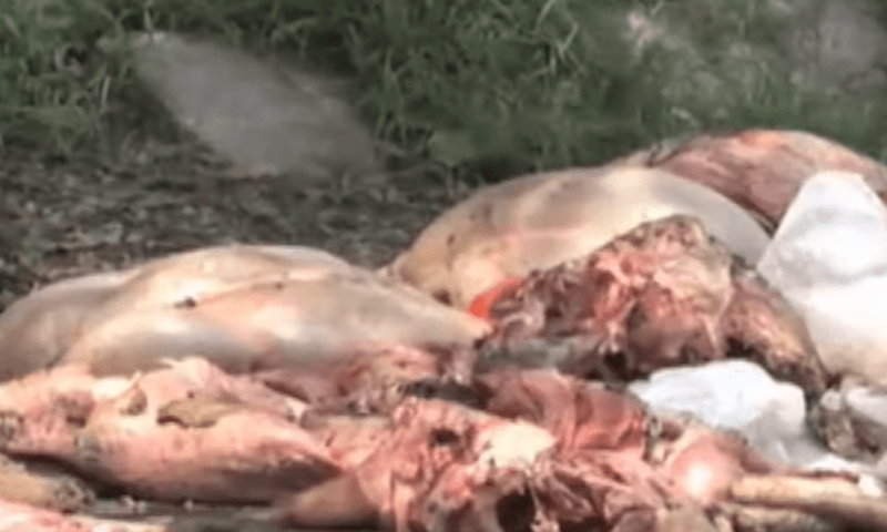 PM orders cities to swiftly clear offal during Eidul Adha