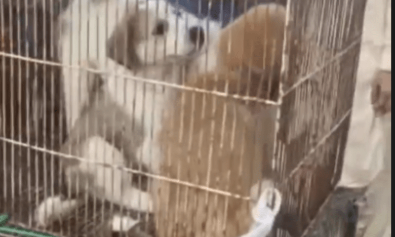 Dying animals rescued from Karachi&rsquo;s Empress Market