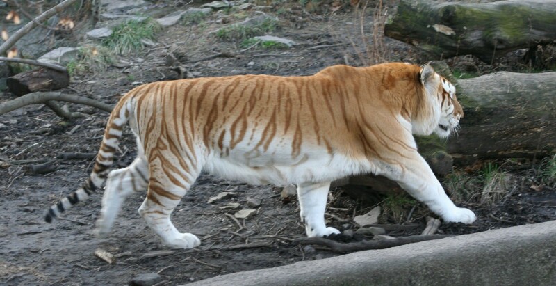 Meet Pakistan&rsquo;s very own tiger king