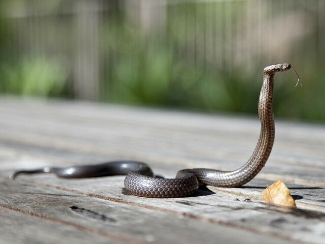 Vaccine scarcity brings snakebite victims to Karachi