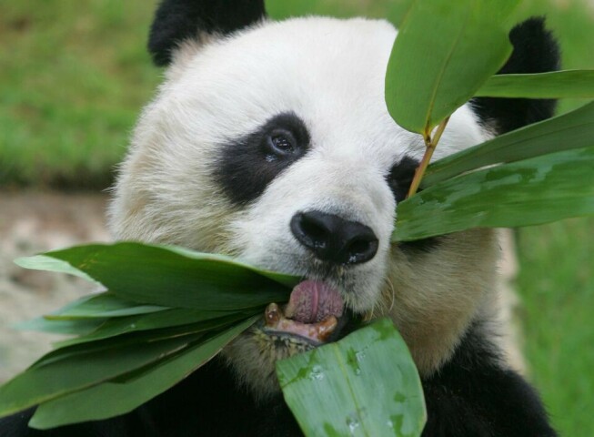 World&rsquo;s oldest known male giant panda, An An, dies at 35