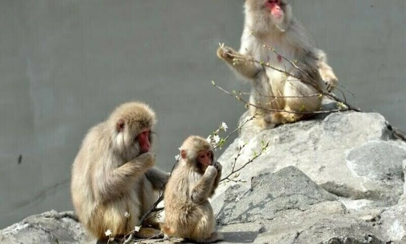 Marauding monkeys injure 42 in Japan