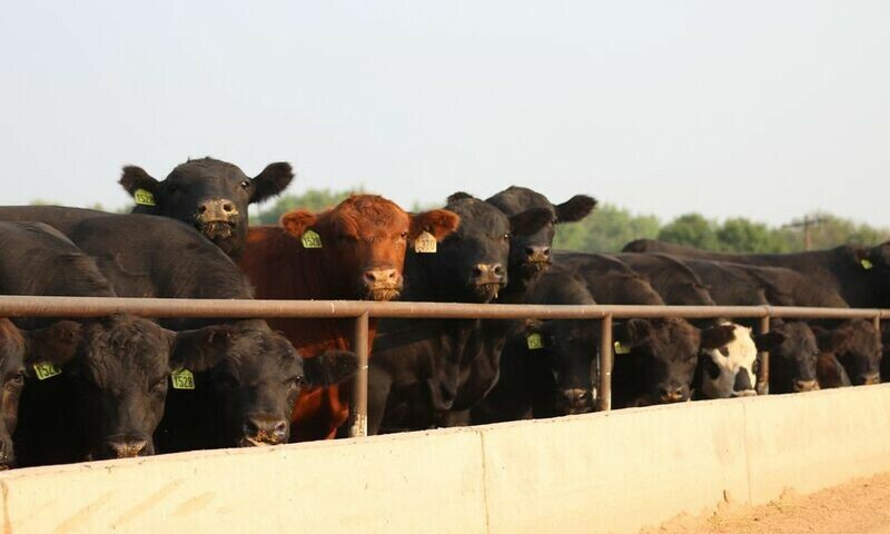 Thousands of cows buried at landfill after deadly heatwave in US