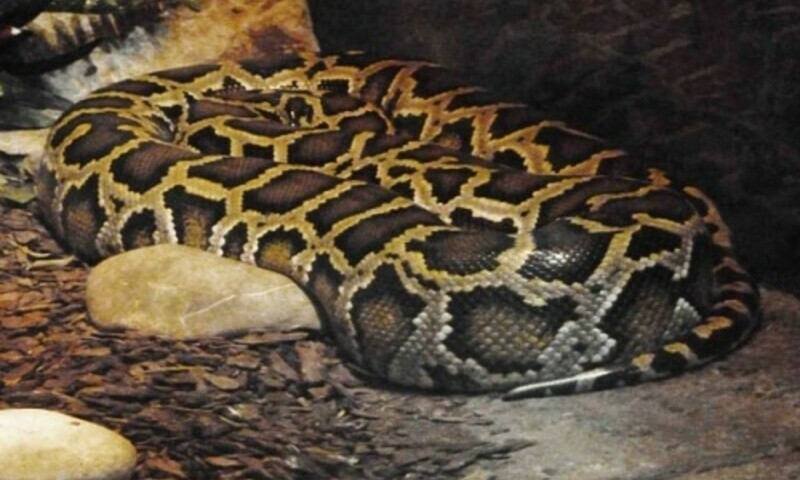 Wildlife officials foil attempt to smuggle python skin