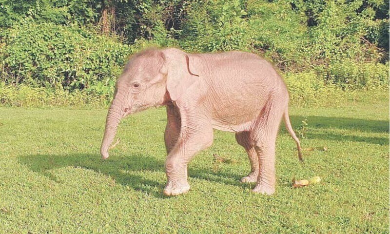 Rare white elephant born in Myanmar