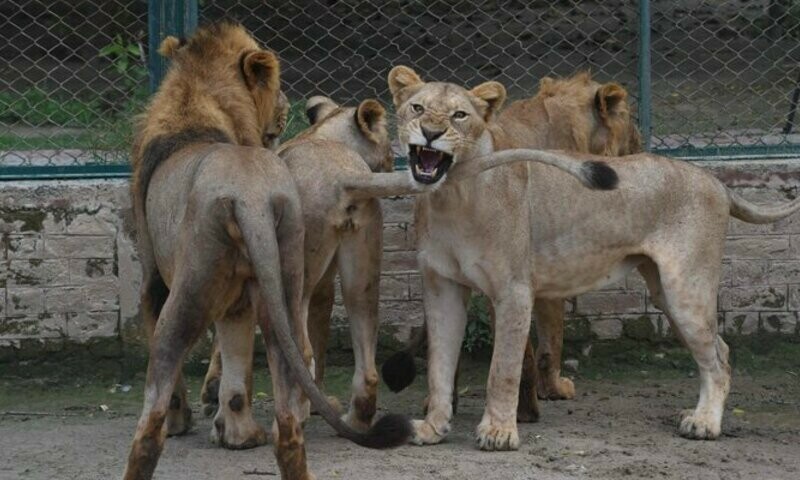 Going once, going twice&hellip; Lahore lions up for auction