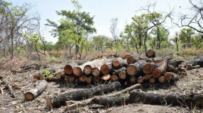 Tree murders land Nawabshah men in jail for one year