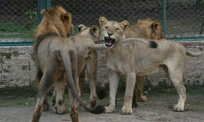 Lahore zoo cancels lion auction, plans expansion instead