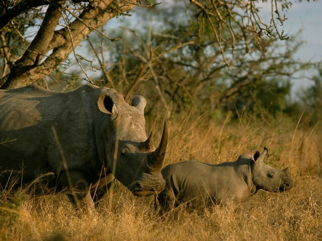 Poaching, horn trade declining but rhinos still threatened
