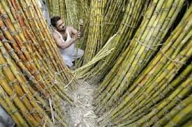 Best to grow sugarcane in September, Pakistan farmers told