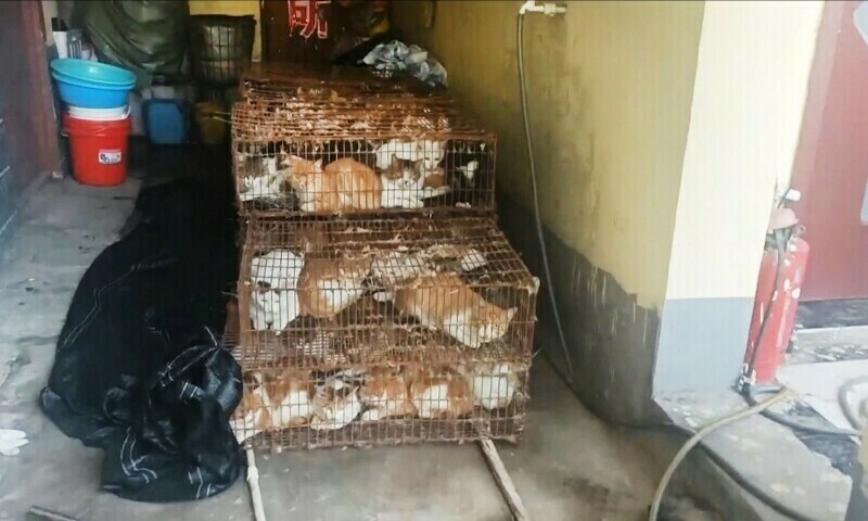 Chinese police rescue 150 cats headed for dinner tables