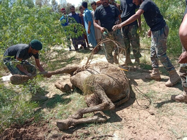Miracle rescue for Balochistan camel stuck in floodwaters