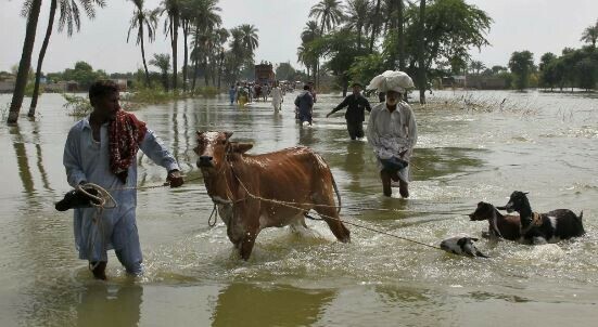 80,000 cattle dead, livestock losses over Rs27 billion in Sindh: minister