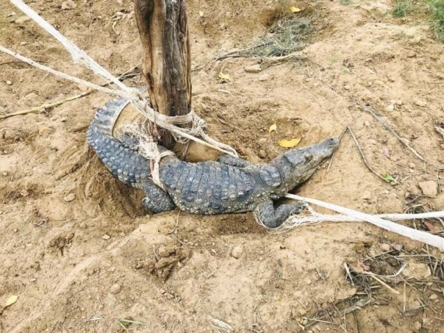 Video: Crocodile rescued from Nawabshah floodwaters taken to sanctuary