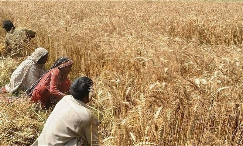 KP approves release price of wheat at Rs 2,300 per 40 kg