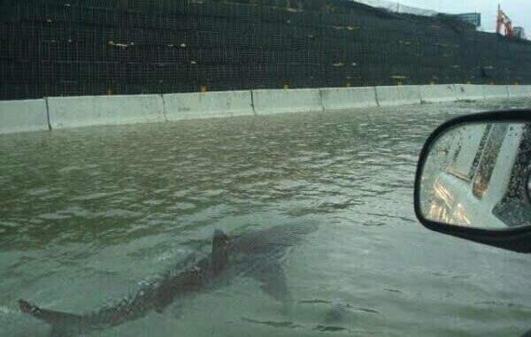 Sharks on the streets of hurricane-hit Florida