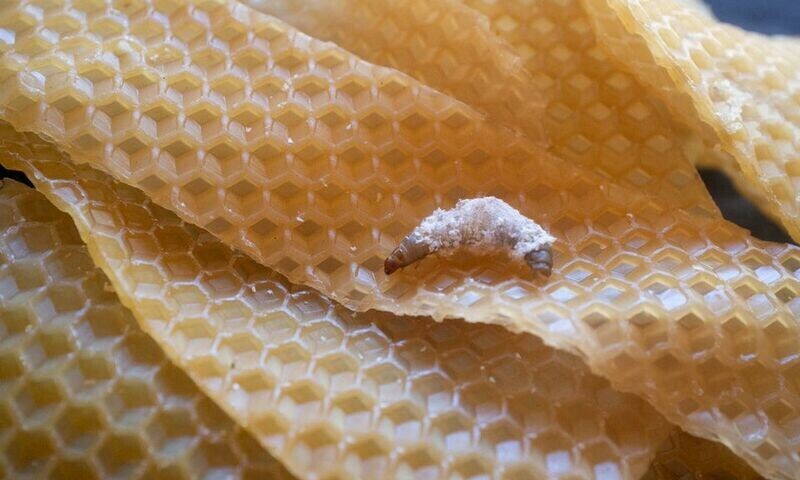 Plastic gobbling enzymes in worm spit may help ease pollution