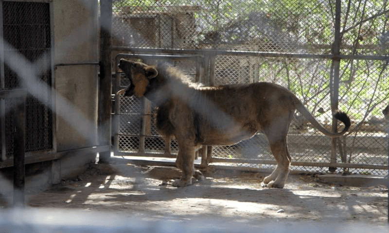 Rare white lion found dead at Karachi Zoo