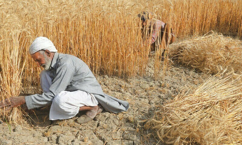 Punjab to run out of wheat in February unless stocks replenished, warns chief minister
