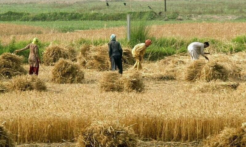 Flood-hit areas farmers to get free wheat seeds from Nov 10
