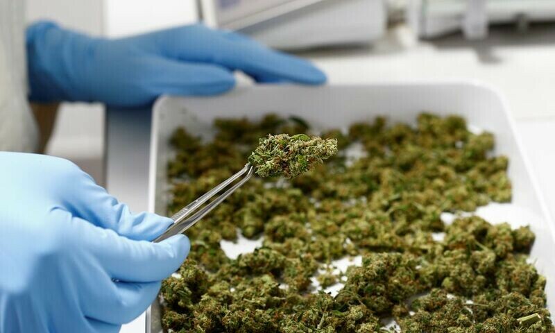 Germany to legalise cannabis use for recreational purposes