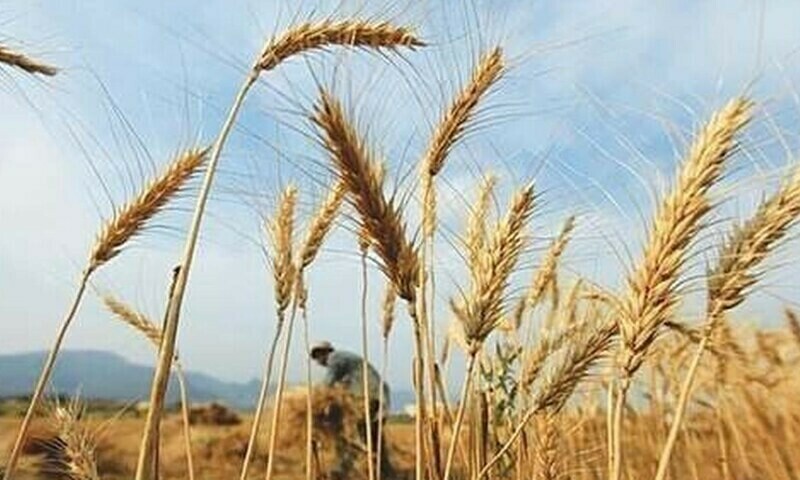 Pakistan said to buy 385,000 tonnes wheat in tender: traders
