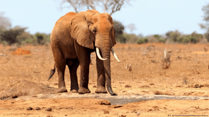Kenya drought kills more than 200 elephants