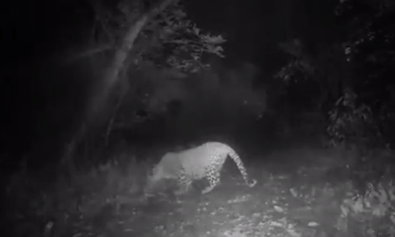 They&rsquo;ll be back: Islamabad village fearful even after leopards leave