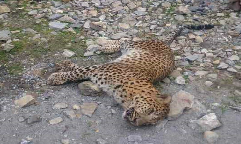 Injured leopard rescued in Balakot
