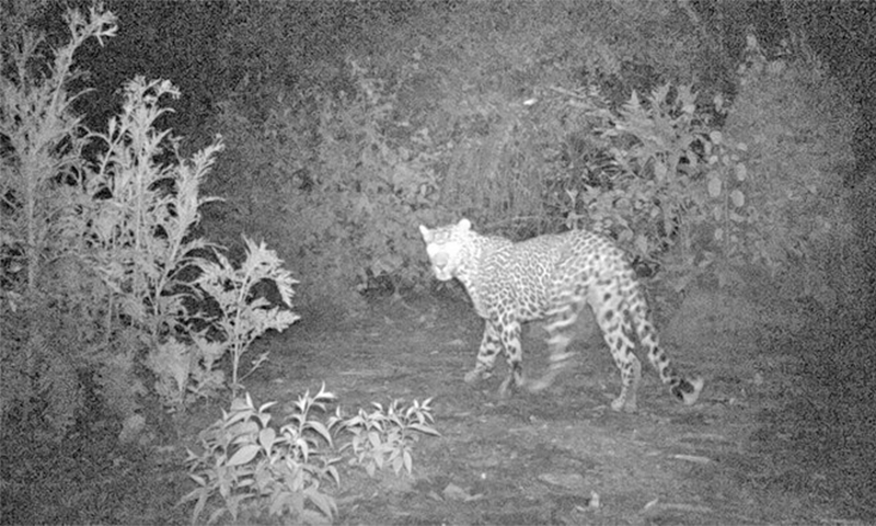 Leopard found dead in Islamabad&rsquo;s hills