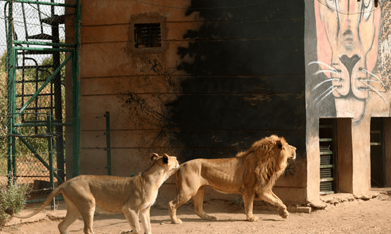 Lions killed after escape attempt from Sudan paramilitaries