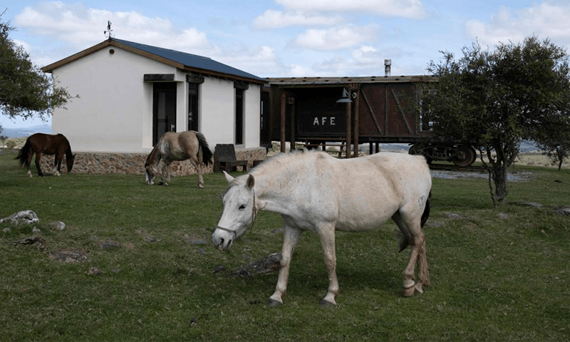 A mission to save horses from being eaten