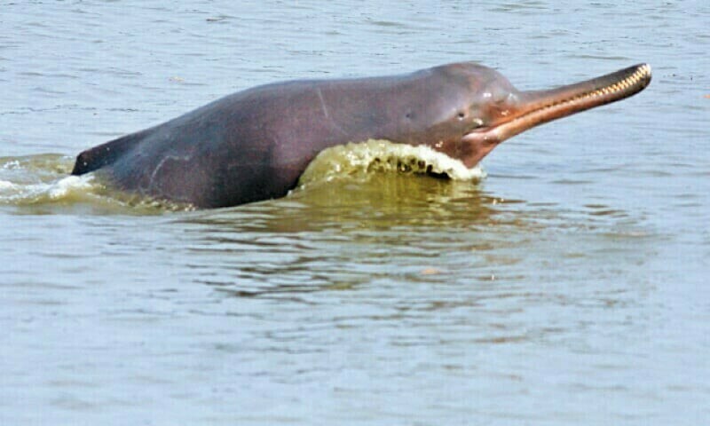 Man who killed Indus dolphin gets five-year jail term