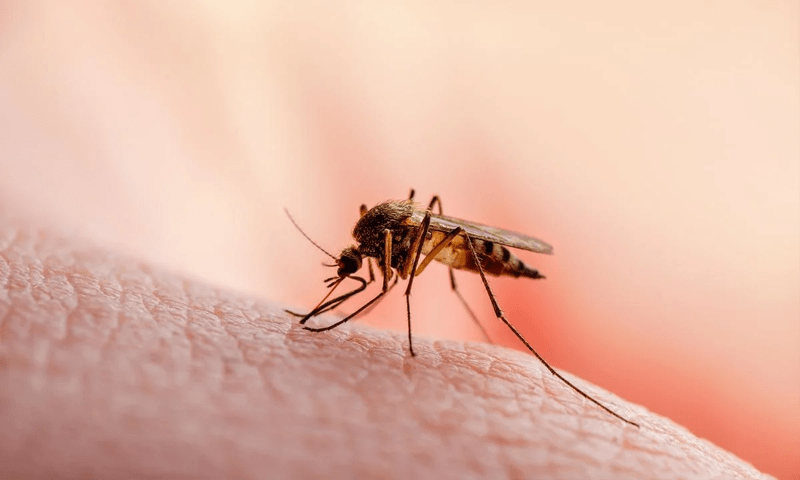Asia&rsquo;s mosquitos are getting super strong: study
