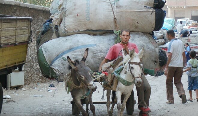 KP makes it a crime to overload animal-led carts, put them in fights