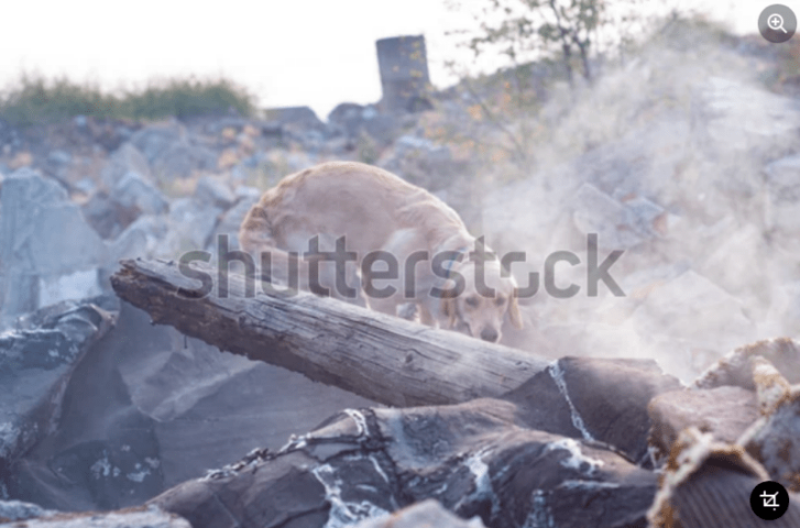  Another stock image showing the same dog. 