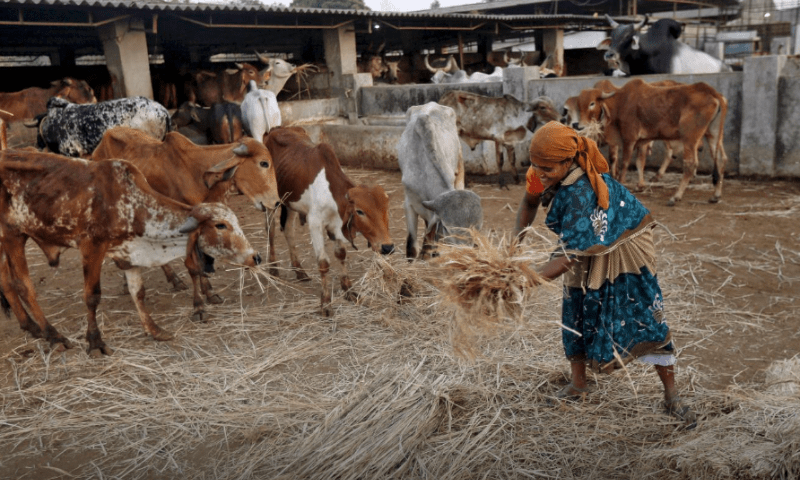 India&rsquo;s Animal Welfare Board withdraws appeal for Cow Hug Day