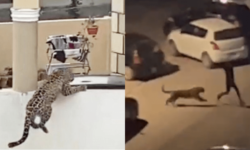Case filed against &lsquo;unknown&rsquo; person after Islamabad leopard subdued