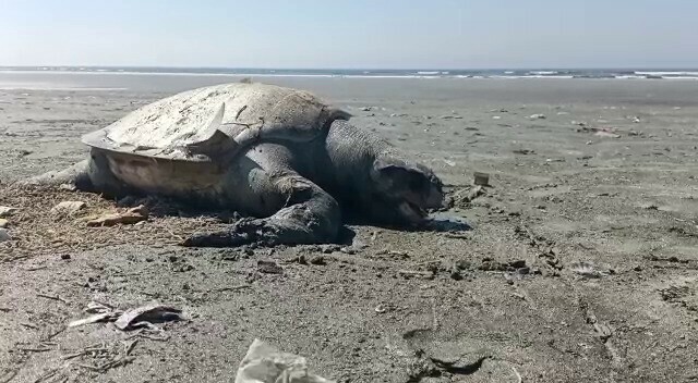 Plastic on Karachi&rsquo;s clifton beach kills endangered French turtle