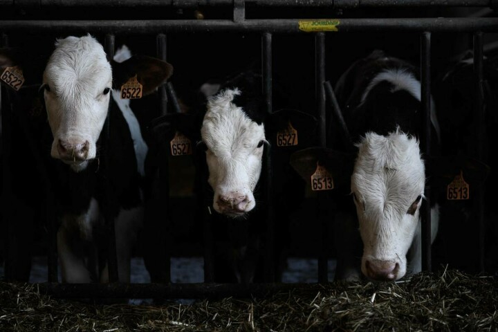 Cow manure fuels French tractors