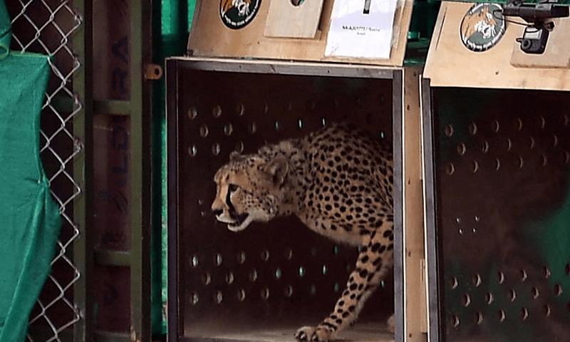 Cheetahs back in wild in India after seven decades