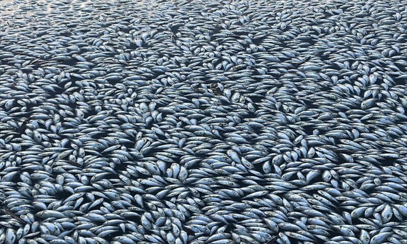 Millions of dead fish clog Australian river