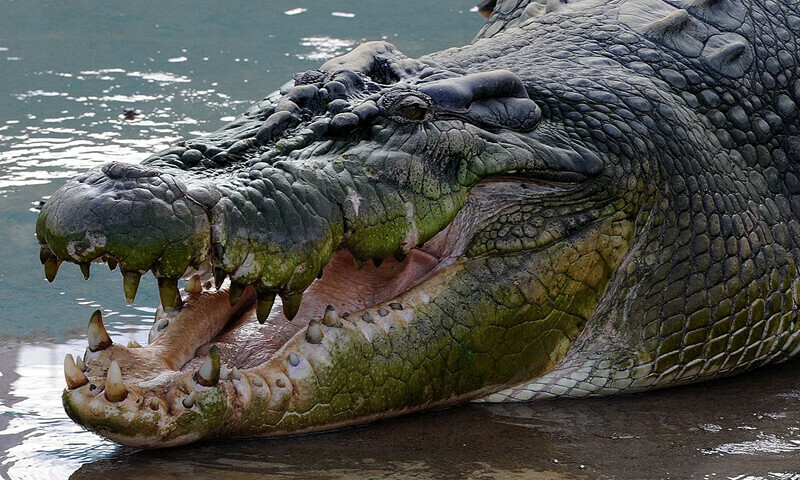 Knock knock: Alligator tricks man to open the door and bites him