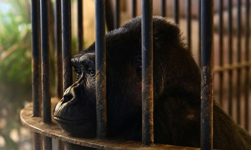 No freedom on the horizon for Bangkok &lsquo;mall gorilla&rsquo;